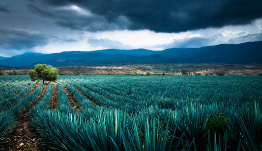 Sustainability in Mezcal: Protecting Agave and Preserving Tradition